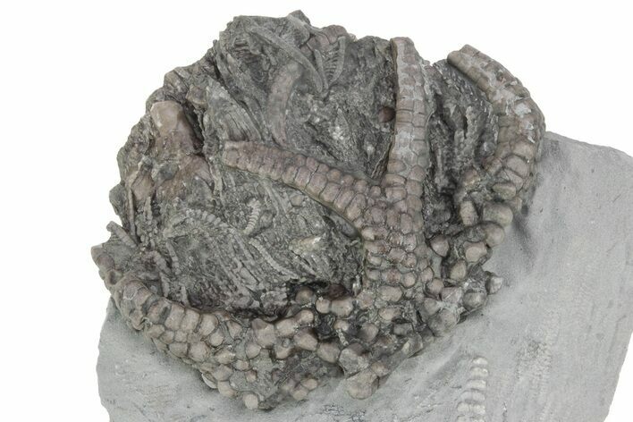 Fossil Crinoid (Gilbertsocrinus) - Crawfordsville, Indiana #231994